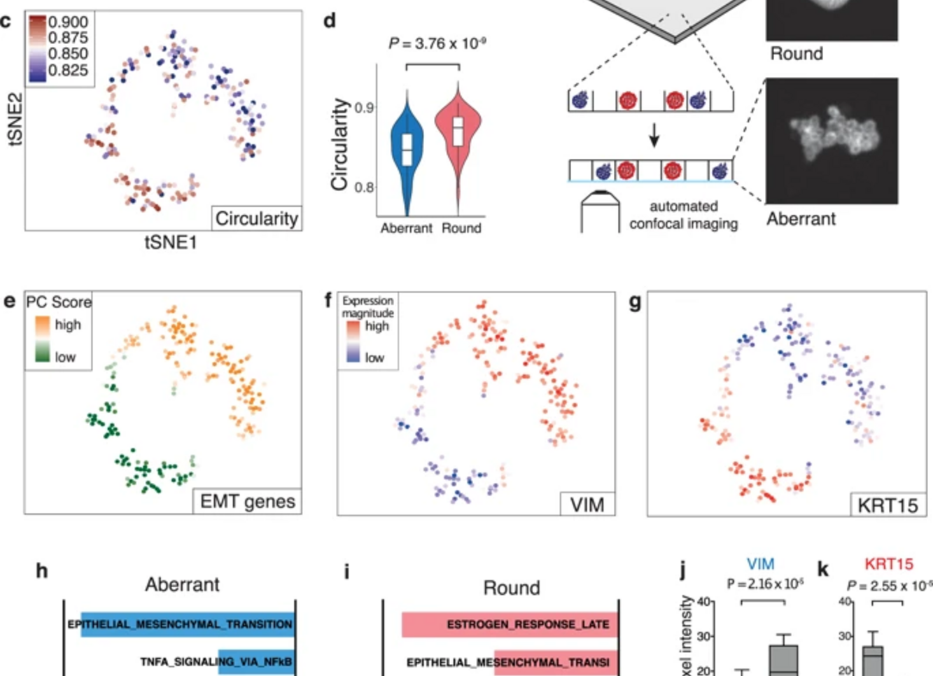 Pheno-seq: Linking visual features and gene expression - 