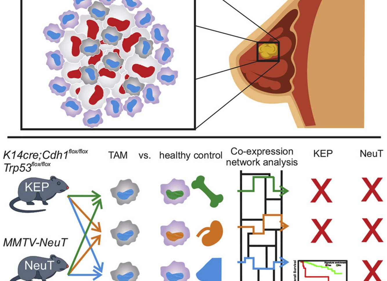Transcriptional Signature Derived from Murine Tumor-Associated Macrophages Correlates with Poor Outcome in Breast Cancer Patients - 